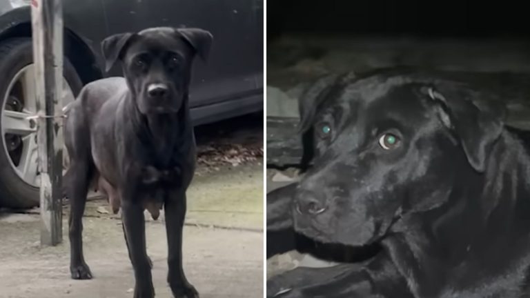 black dog