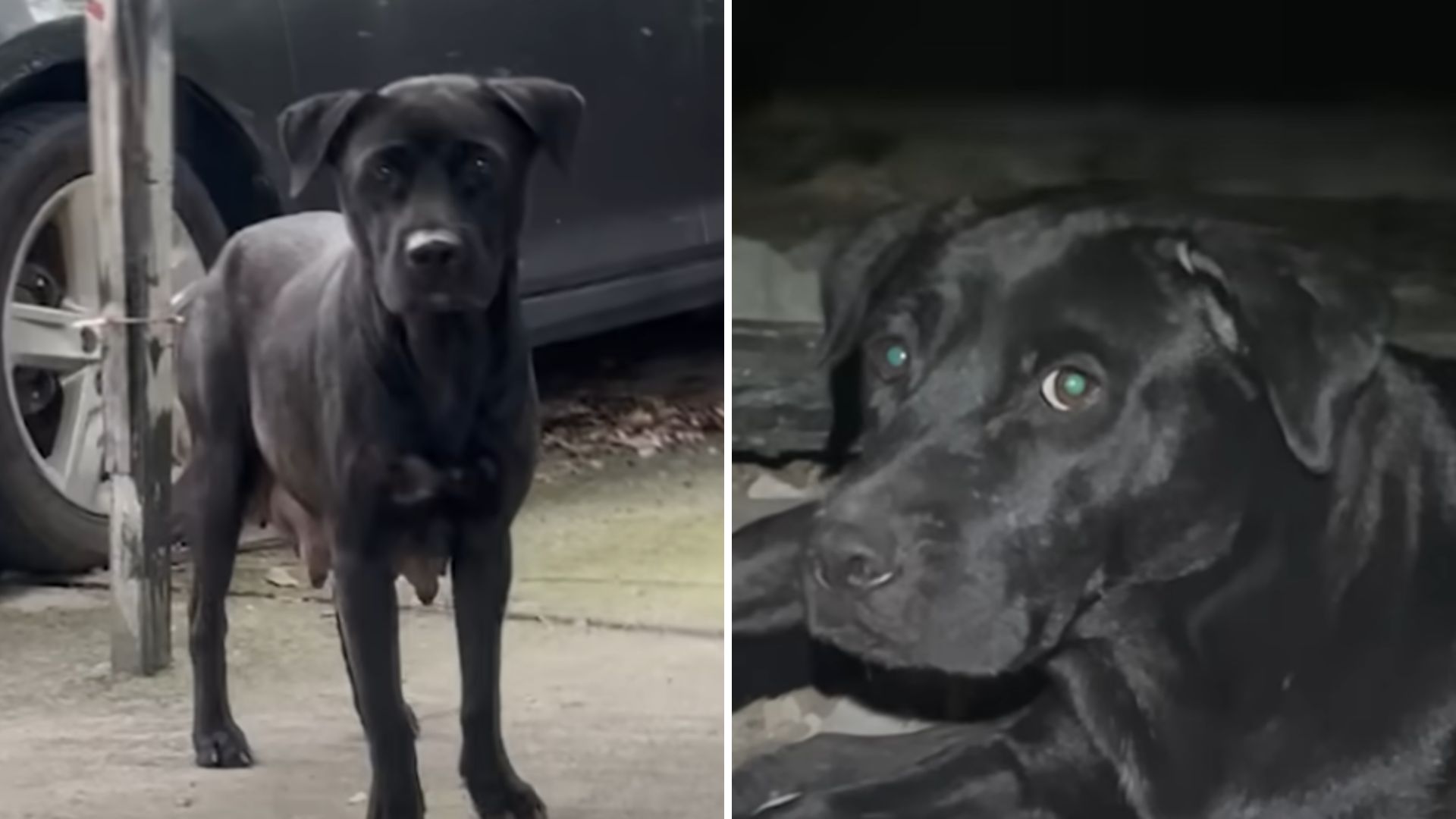 black dog