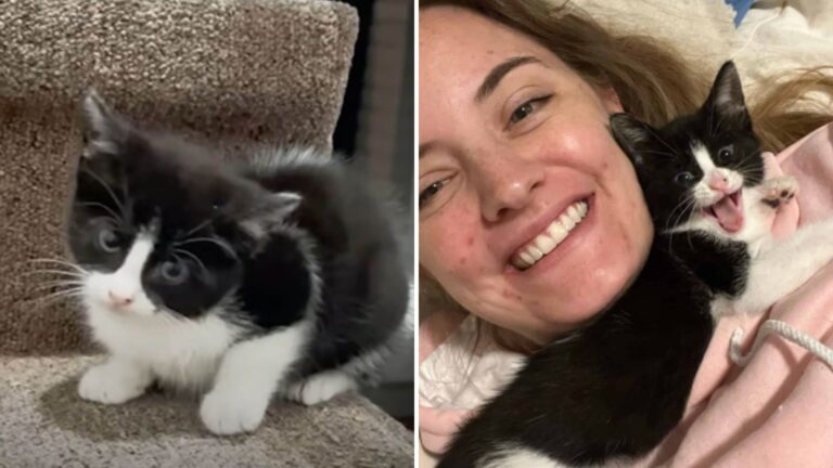 Florida Woman Freezes When She Spots A Tiny Kitten At Her Doorstep