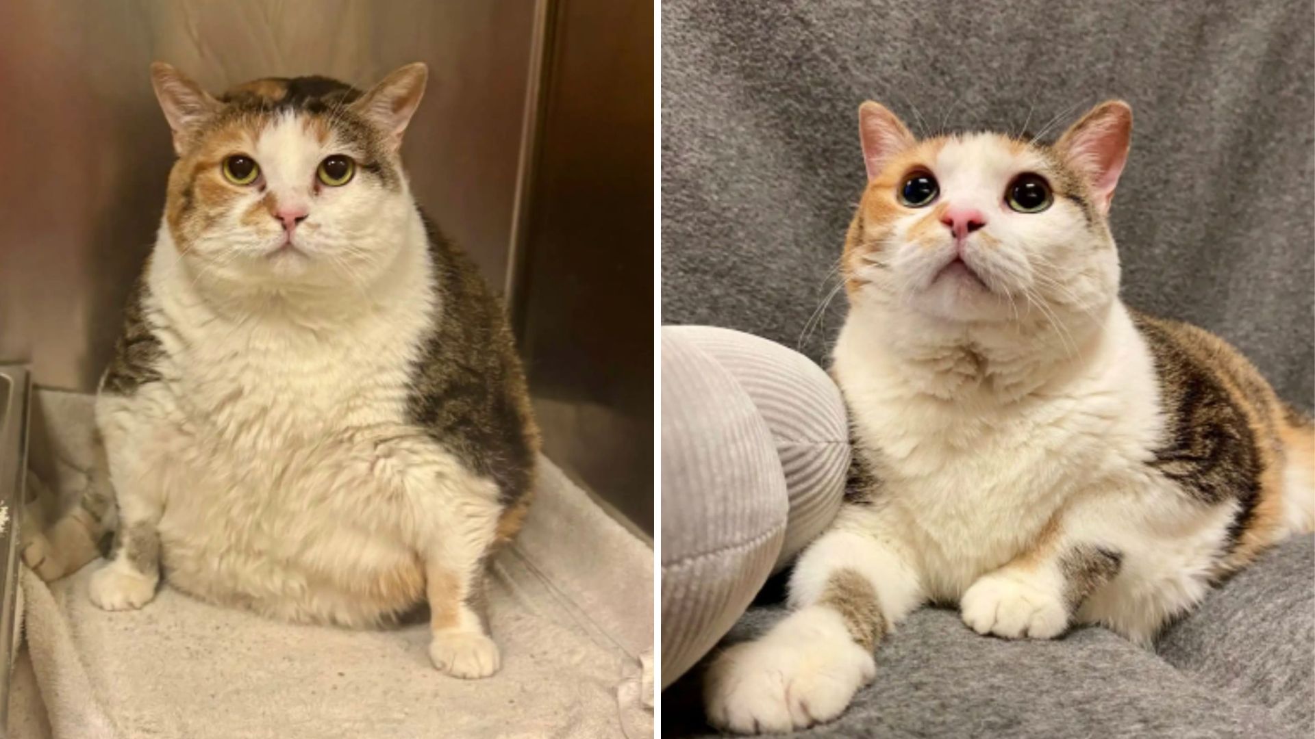 Giant 21-Pound Cat Arrives At Ohio Shelter, Stealing Hearts Immediately