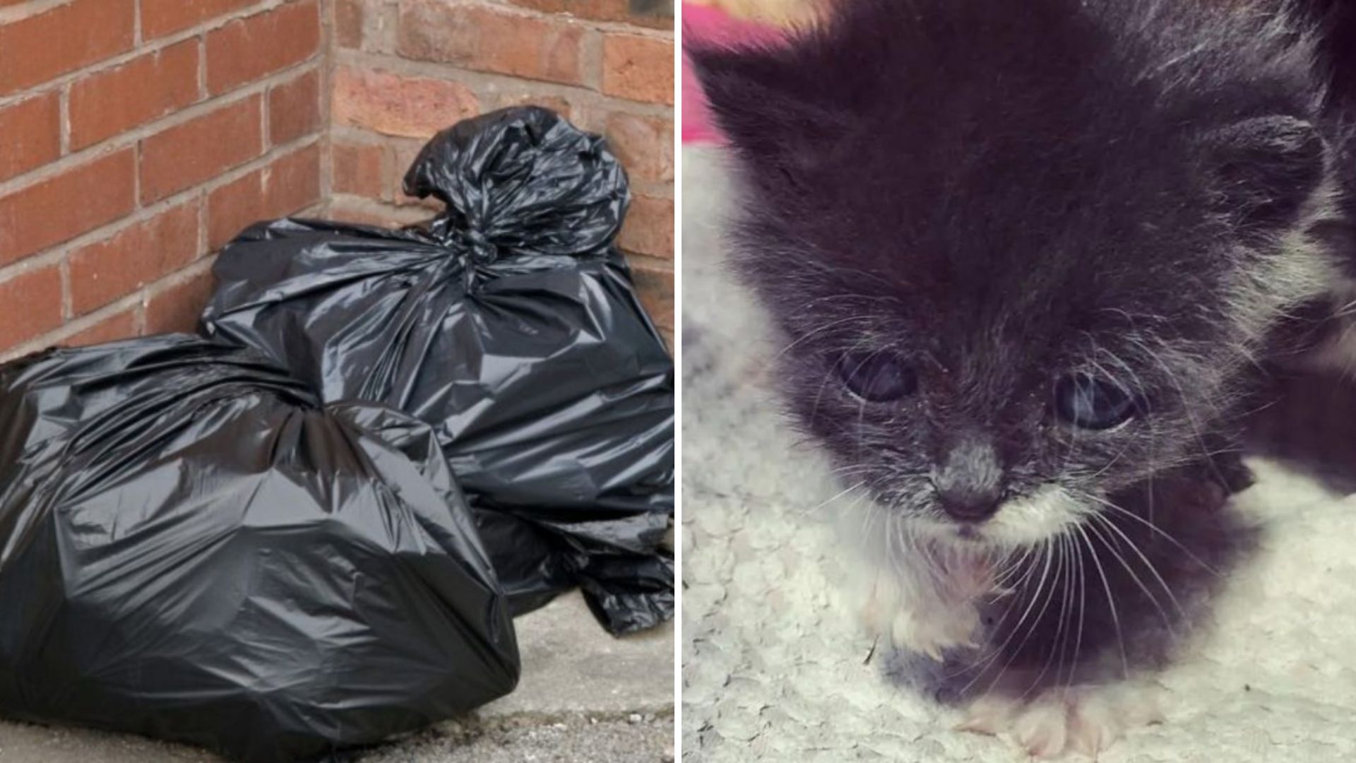 Good Samaritan Spots A Moving Black Bin Bag, Opens It And Discovers Eight Sparkling Eyes Inside