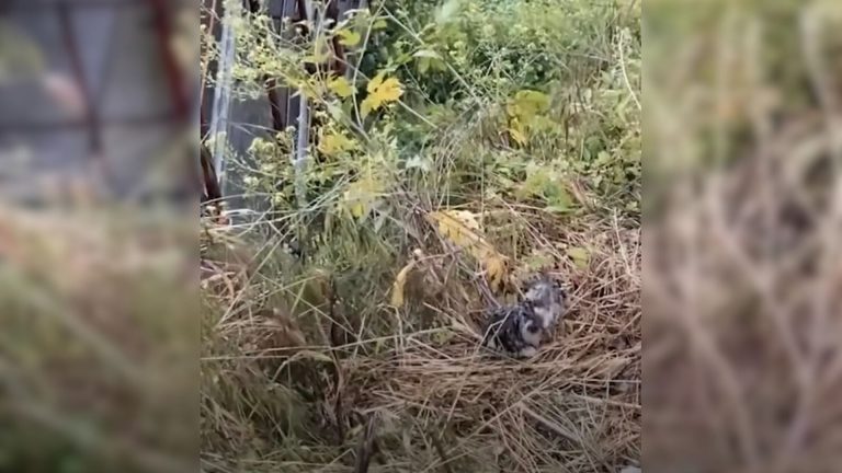 animal in bush