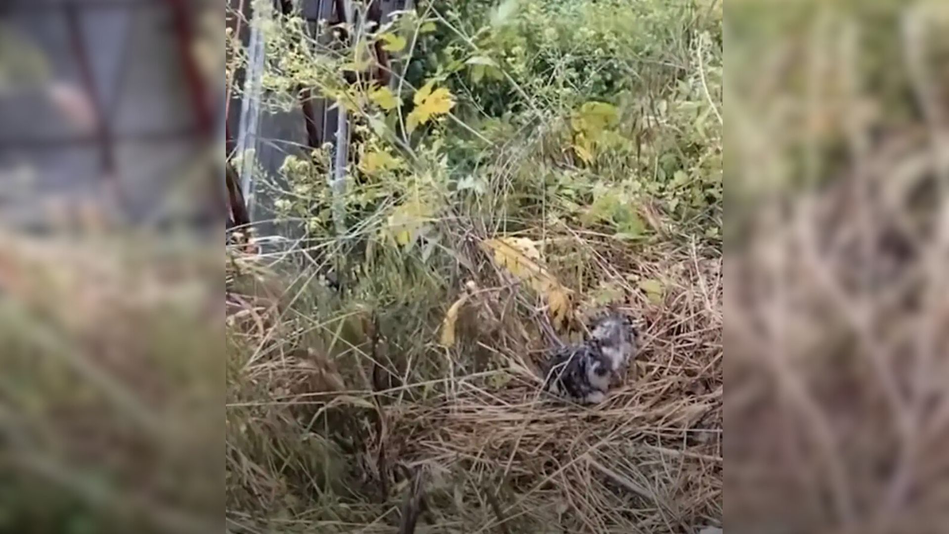 animal in bush