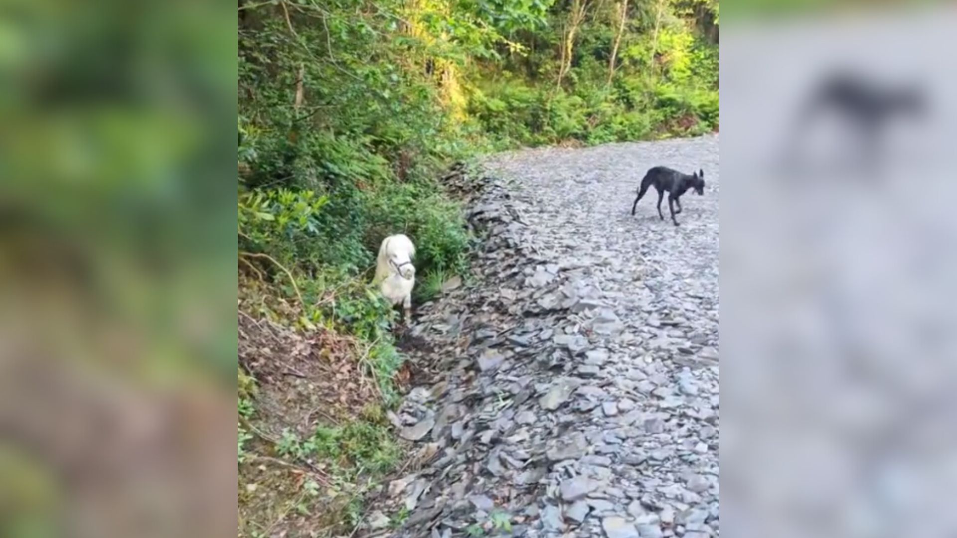Heart-Stopping Moment As Woman Walking Her Dog Sees A White Figure Lying In A Ditch