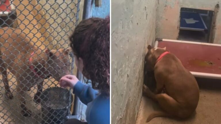 Heartbroken New Jersey Dog Struggles To Grasp Why The Only Family She Knew Left Her Behind