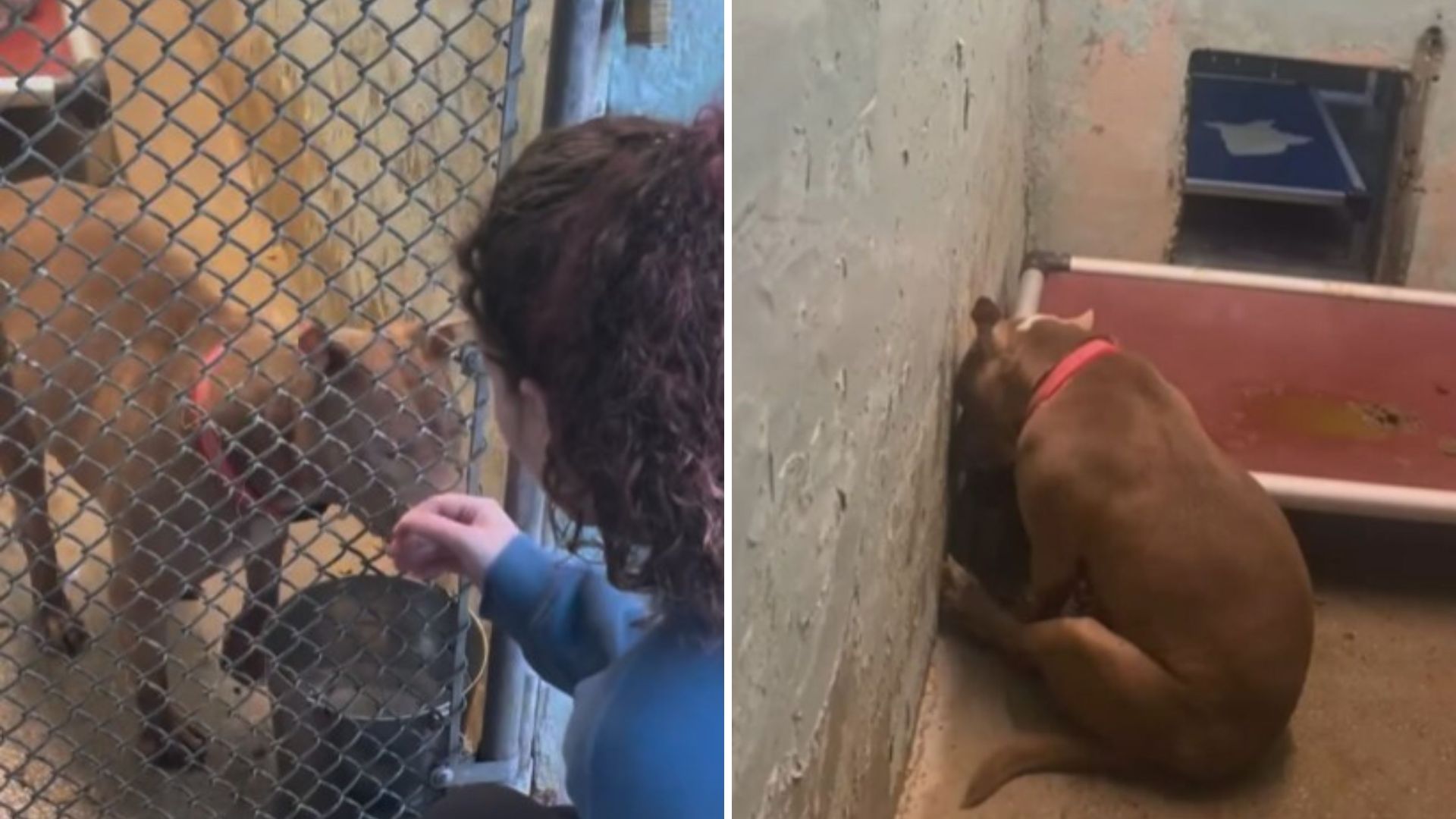 Heartbroken New Jersey Dog Struggles To Grasp Why The Only Family She Knew Left Her Behind