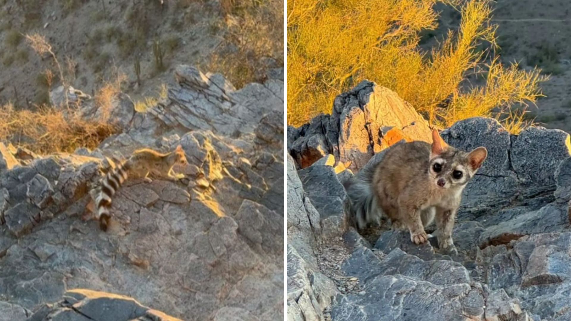 Hiker Stops In His Tracks After Crossing Paths With A Rare Animal In Phoenix