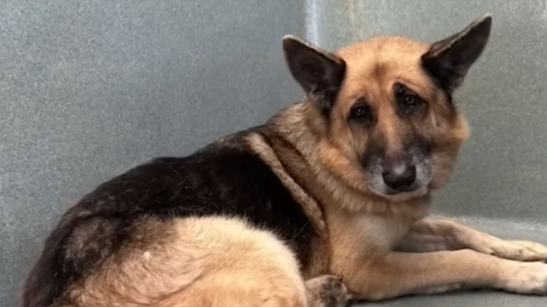 hikers find a dog
