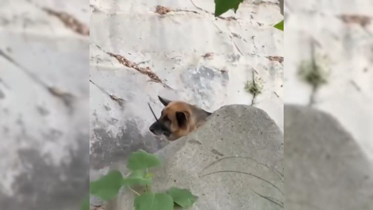 dog in creek