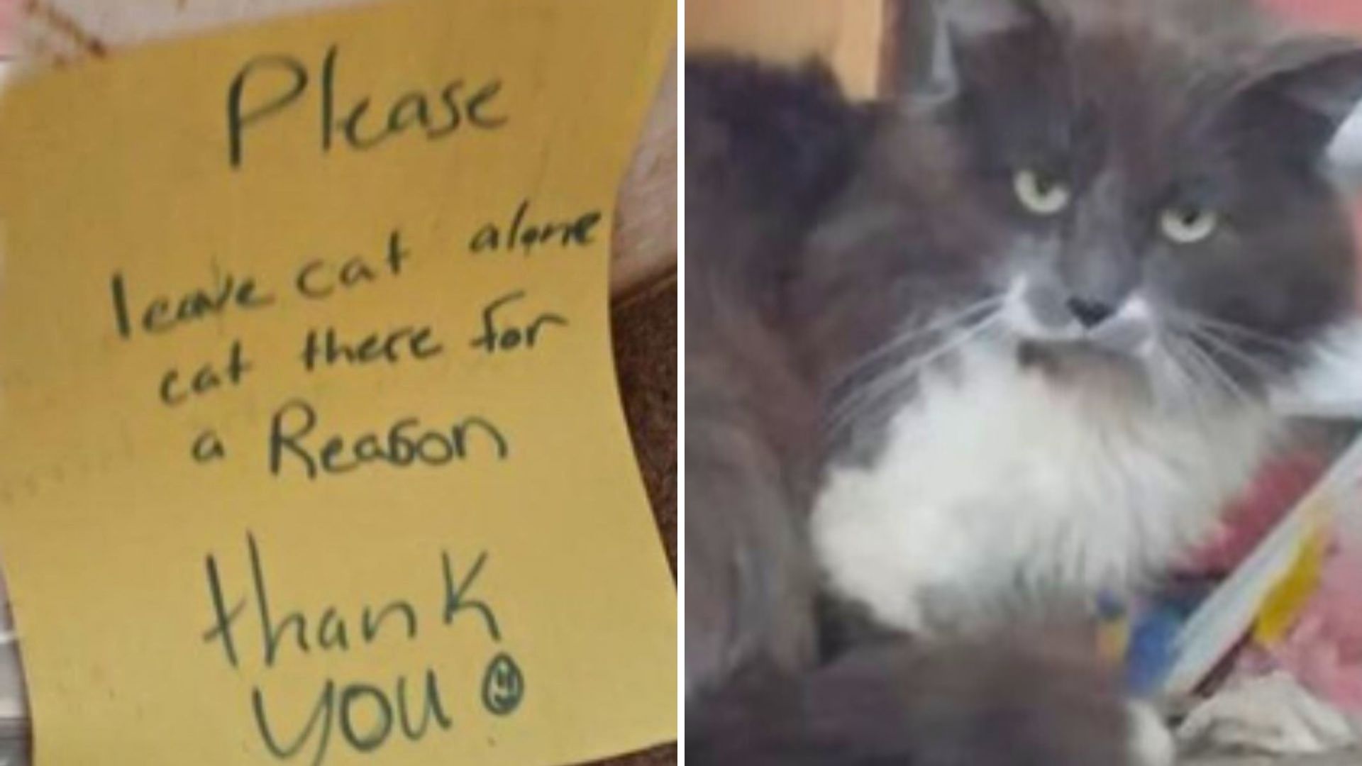 Indiana Cat Found With Mysterious Note Telling People Not To Touch Him ‘He’s Here For A Reason'