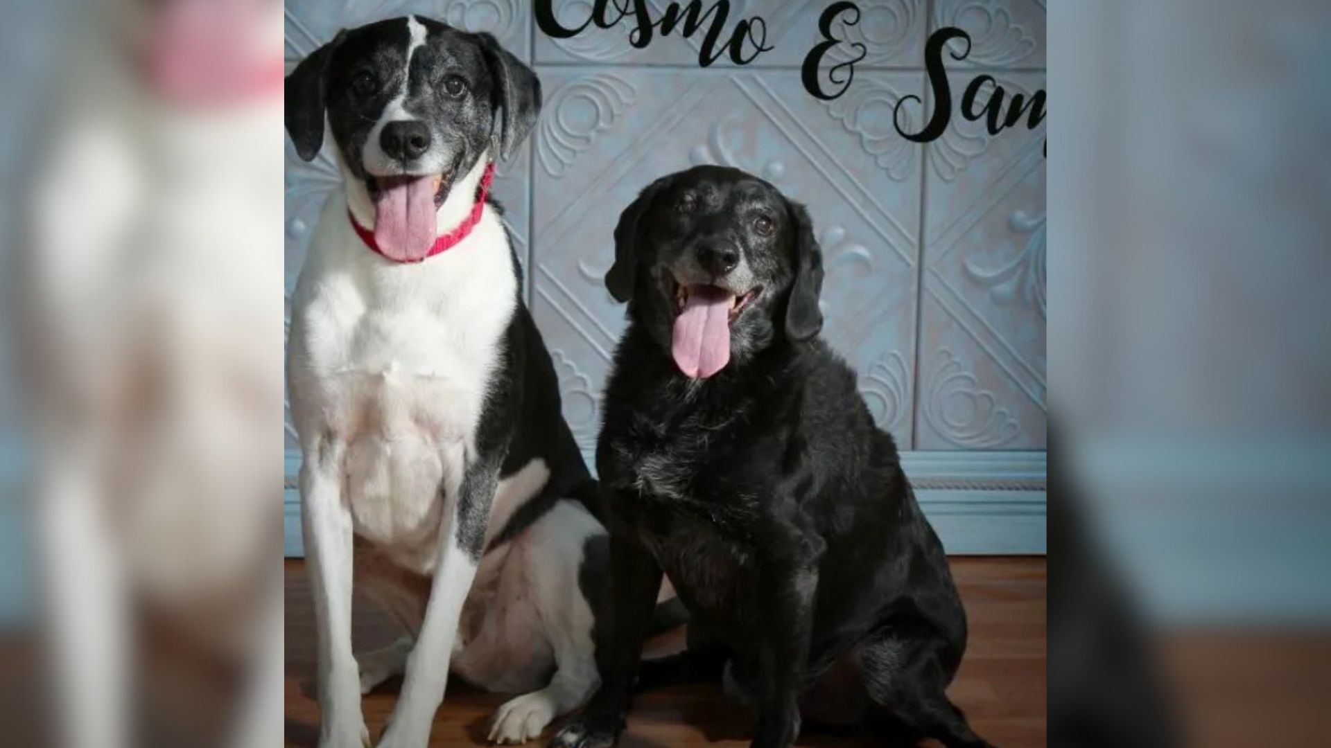 Indiana Man About To Euthanize His Two Dogs For A Shocking Reason Leaves Everyone Stunned
