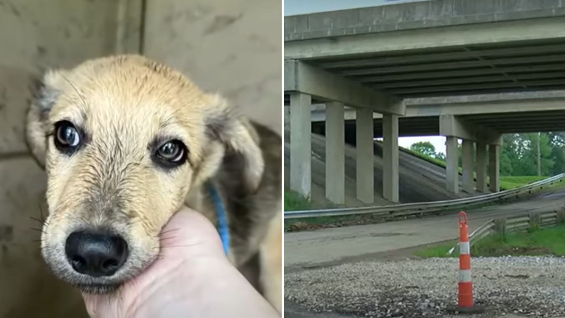 dog thrown out of suv