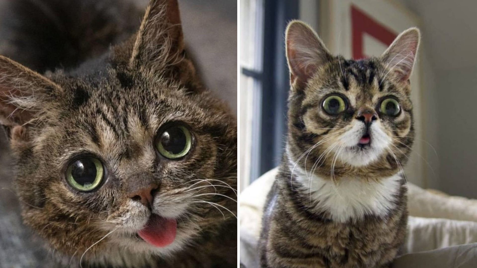 Indiana Man Stumbles Upon Kitten In Shed And Makes A Life Changing Discovery