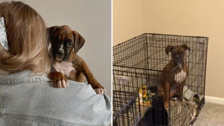 Indiana Woman Looks At Dogs Crate And Finds A Surprise She Never Expected