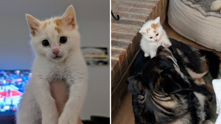 Indianapolis Rescue Kitten Enters House Full Of Dogs And Surprises Everyone