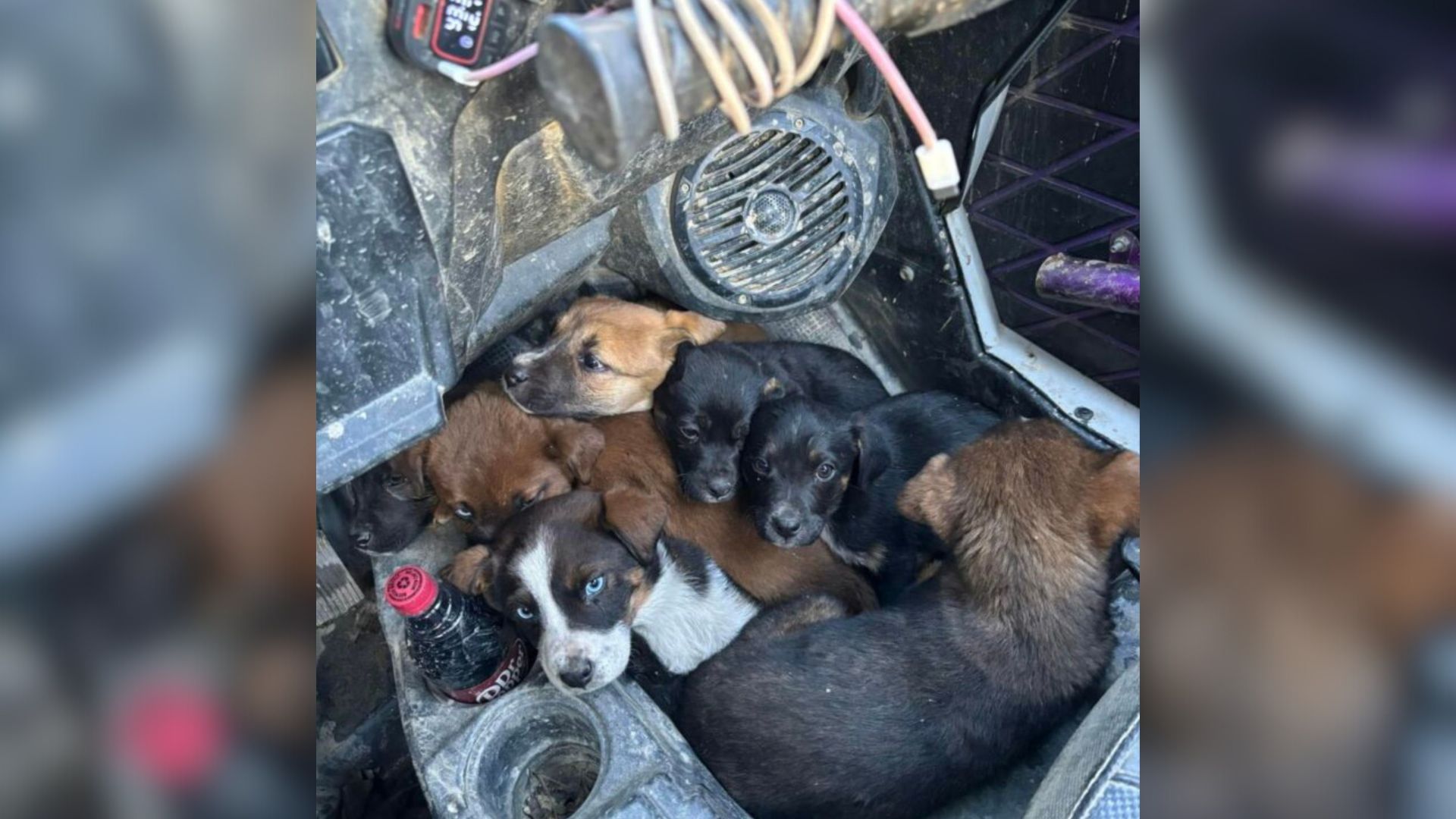 Kentucky ATV Adventure Turns Emotional As Couple Is Ambushed By Seven Puppies