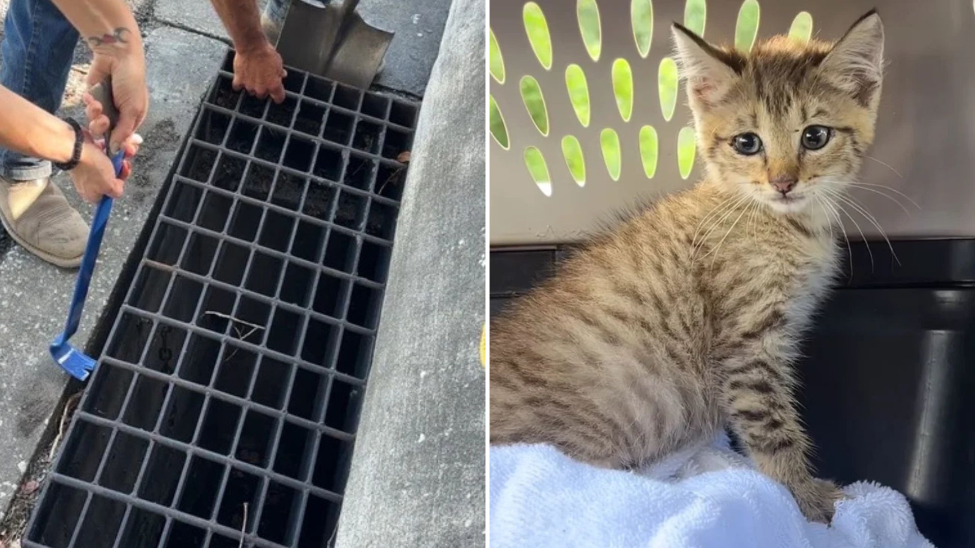 sweet kitten