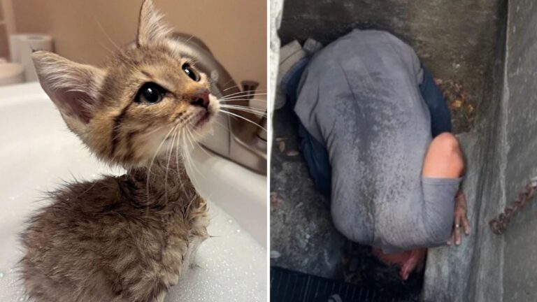 Kitten’s Cries Lead To Dramatic Drain Rescue In Orlando