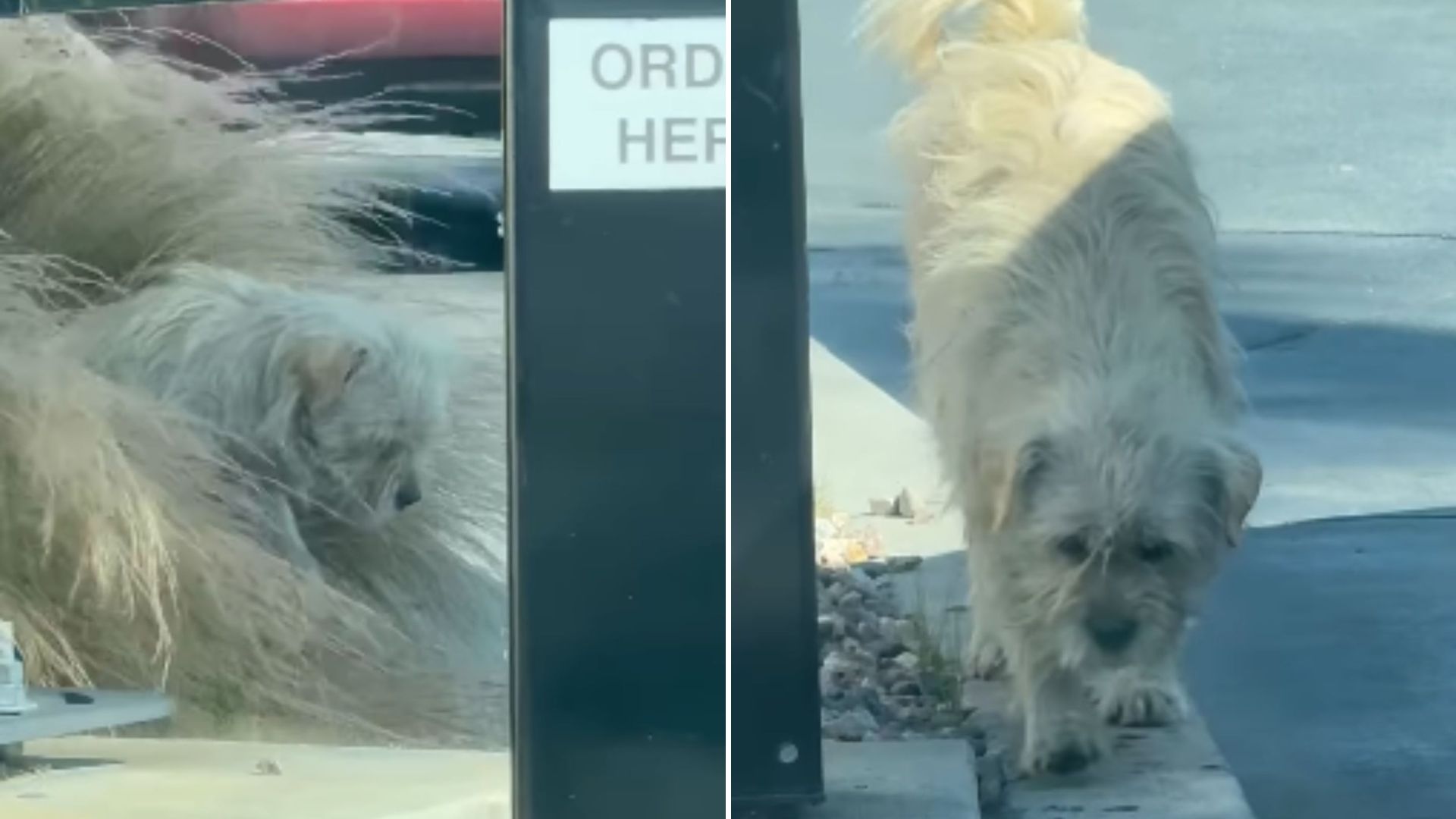 dog at mc donalds drive thru