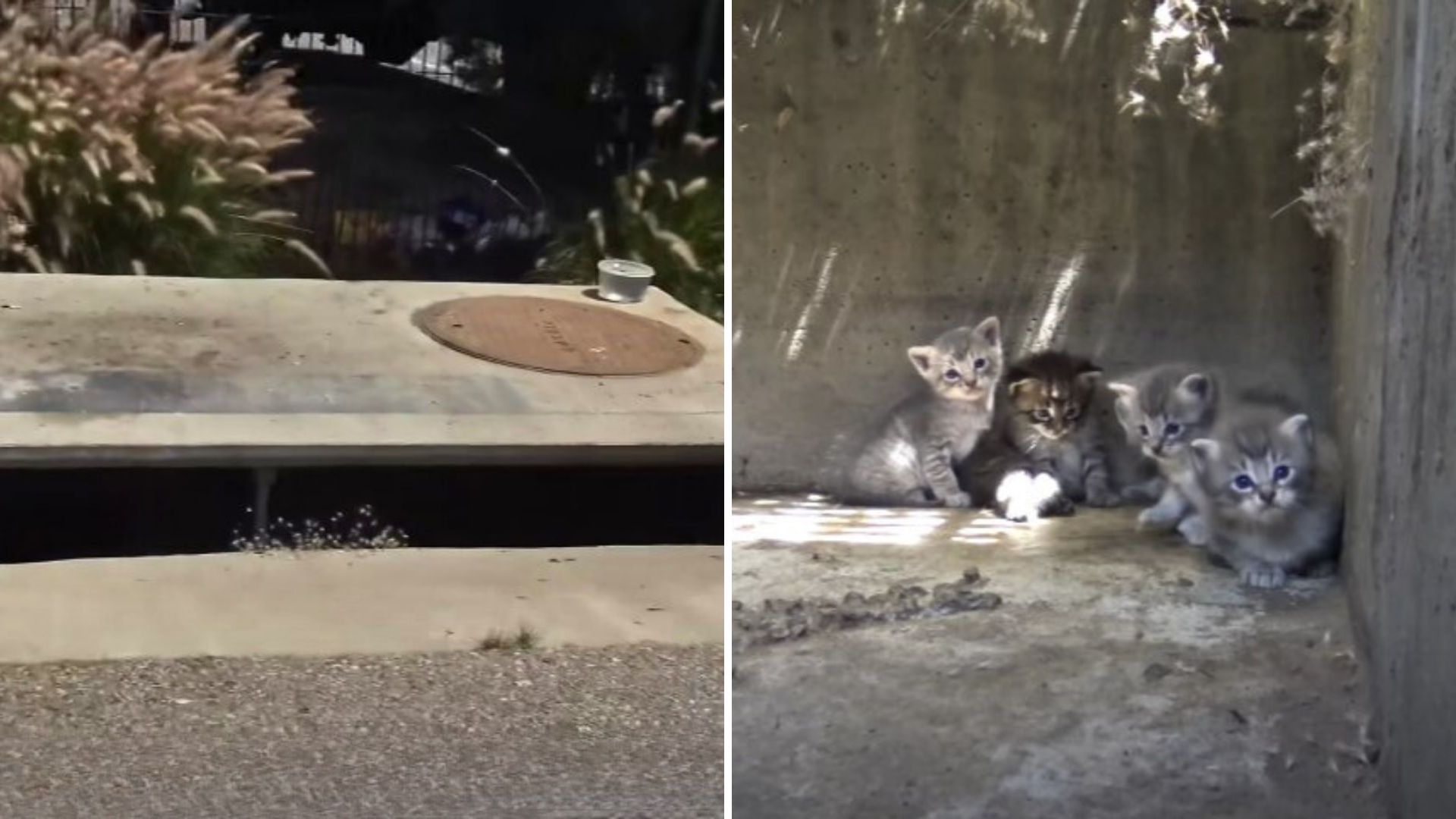 LA Rescuers Follow Soft Whimpers Into A Storm Drain And Stumble Upon A Startling Find