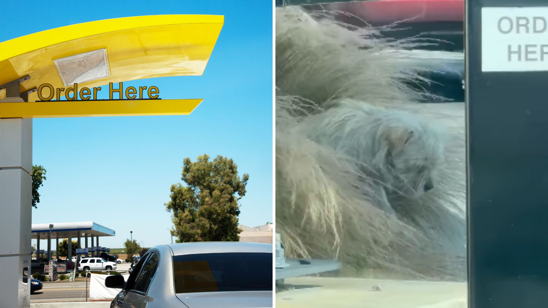 dog under window