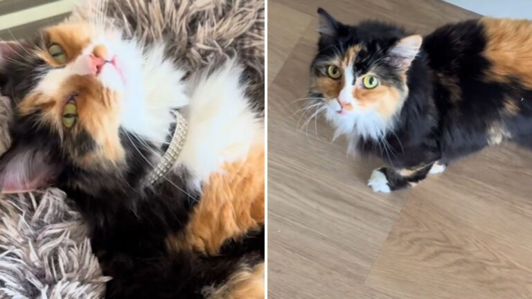 LA Woman Thought Her Rescue Cat Was Deaf Until A Shocking Discovery Changed Everything
