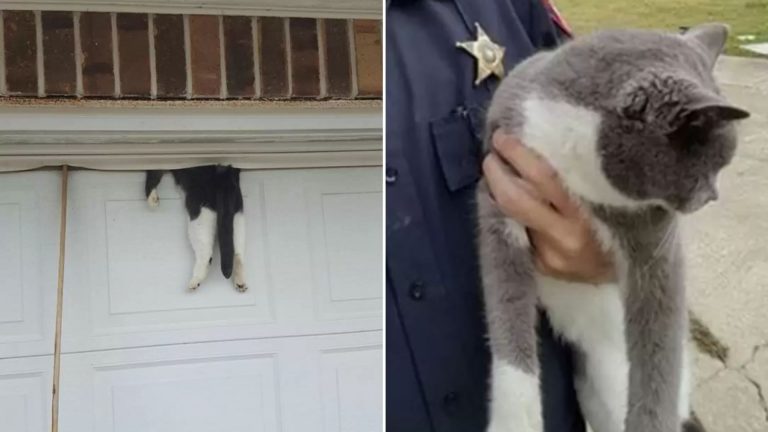 cat on garage doors