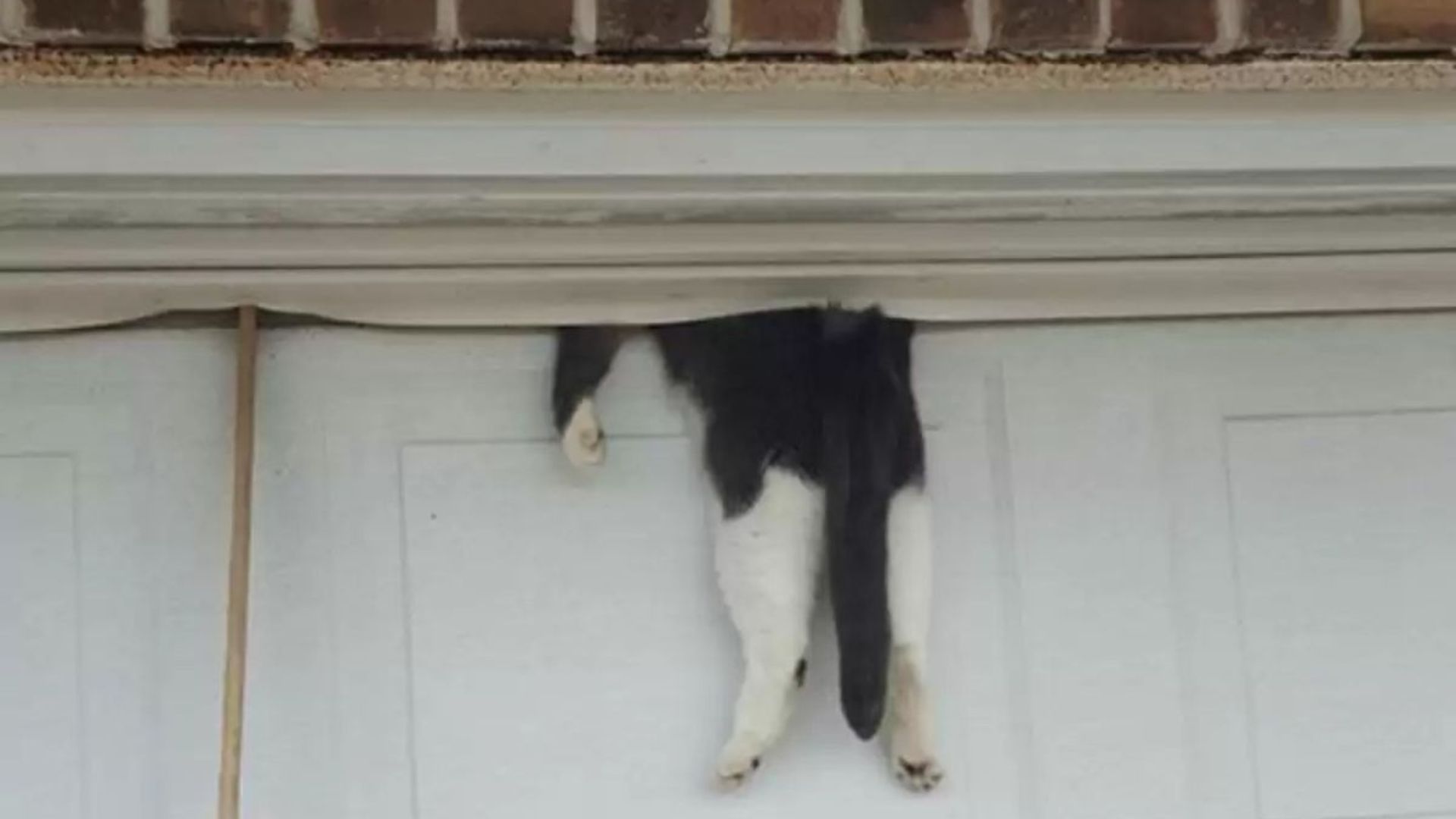 cat stuck in garage door