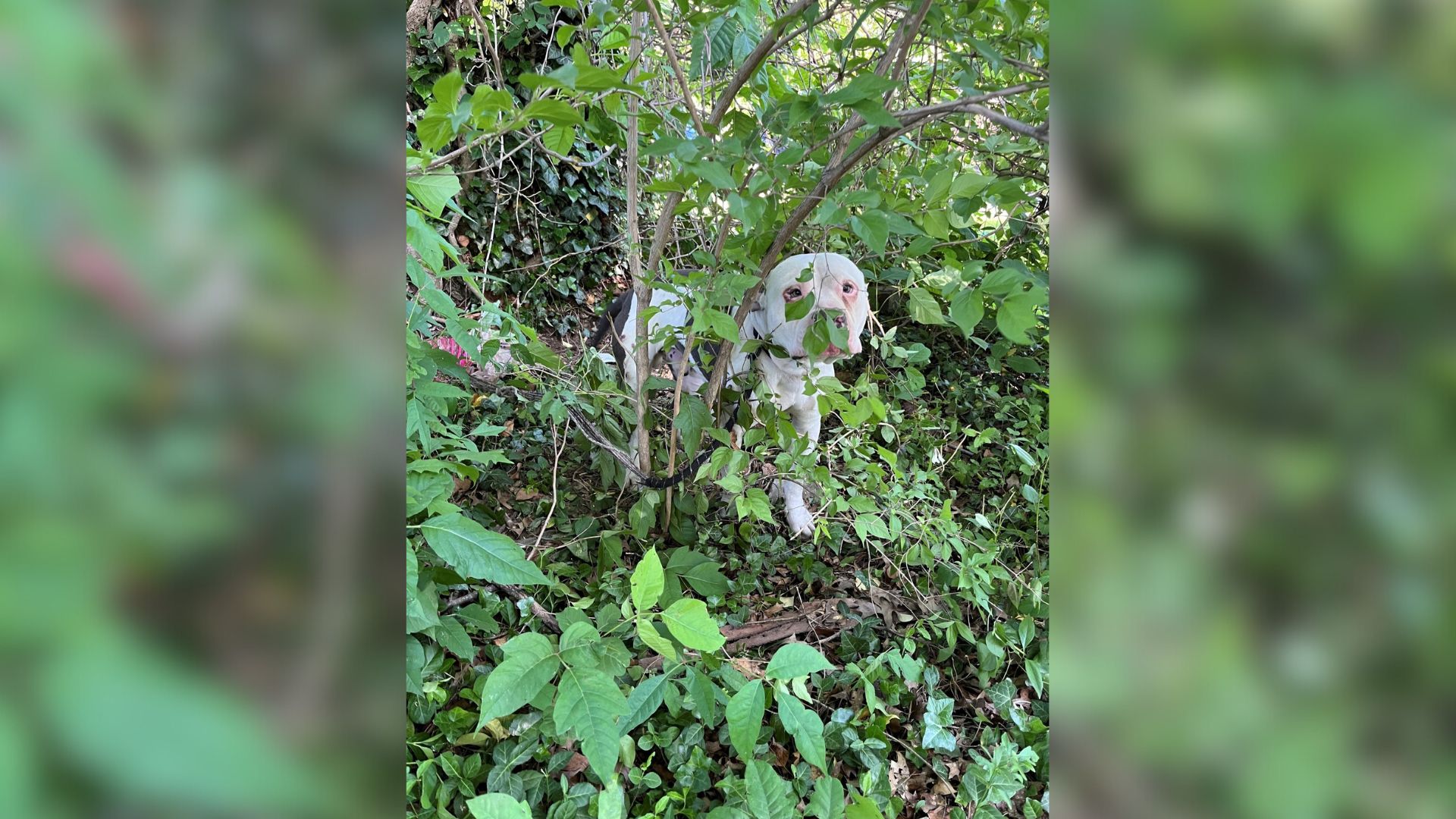 dog in bush