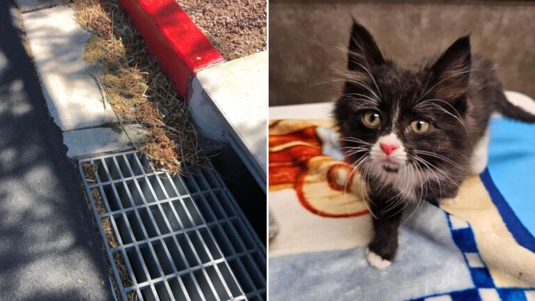 kitten rescued from drain