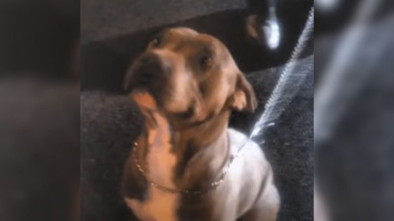 Tied Pit Bull