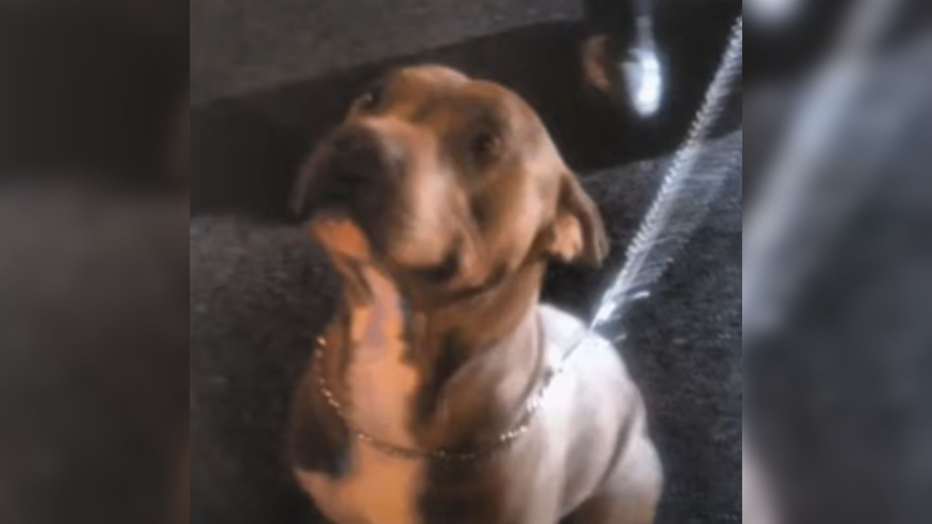 Tied Pit Bull