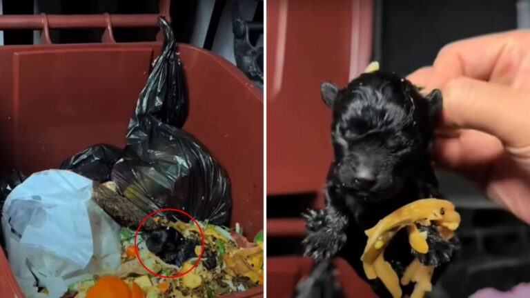 Man Lifts His Trash Can Lid And Finds Something That Stops Him In His Tracks