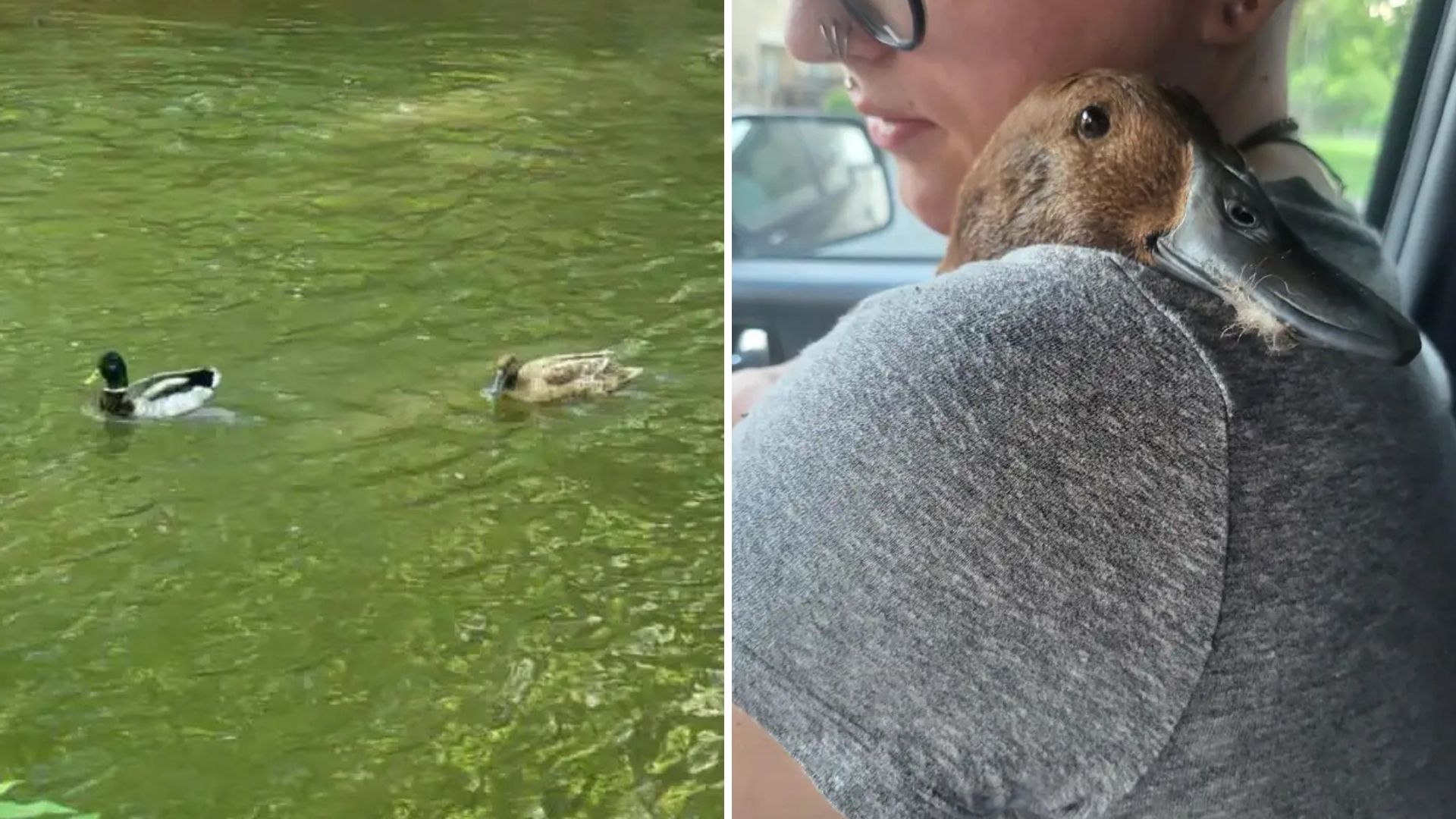Michigan Park Visitors Enjoy Watching Two Ducks Swim, Then Notice One Is In Trouble