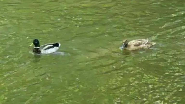 two ducks