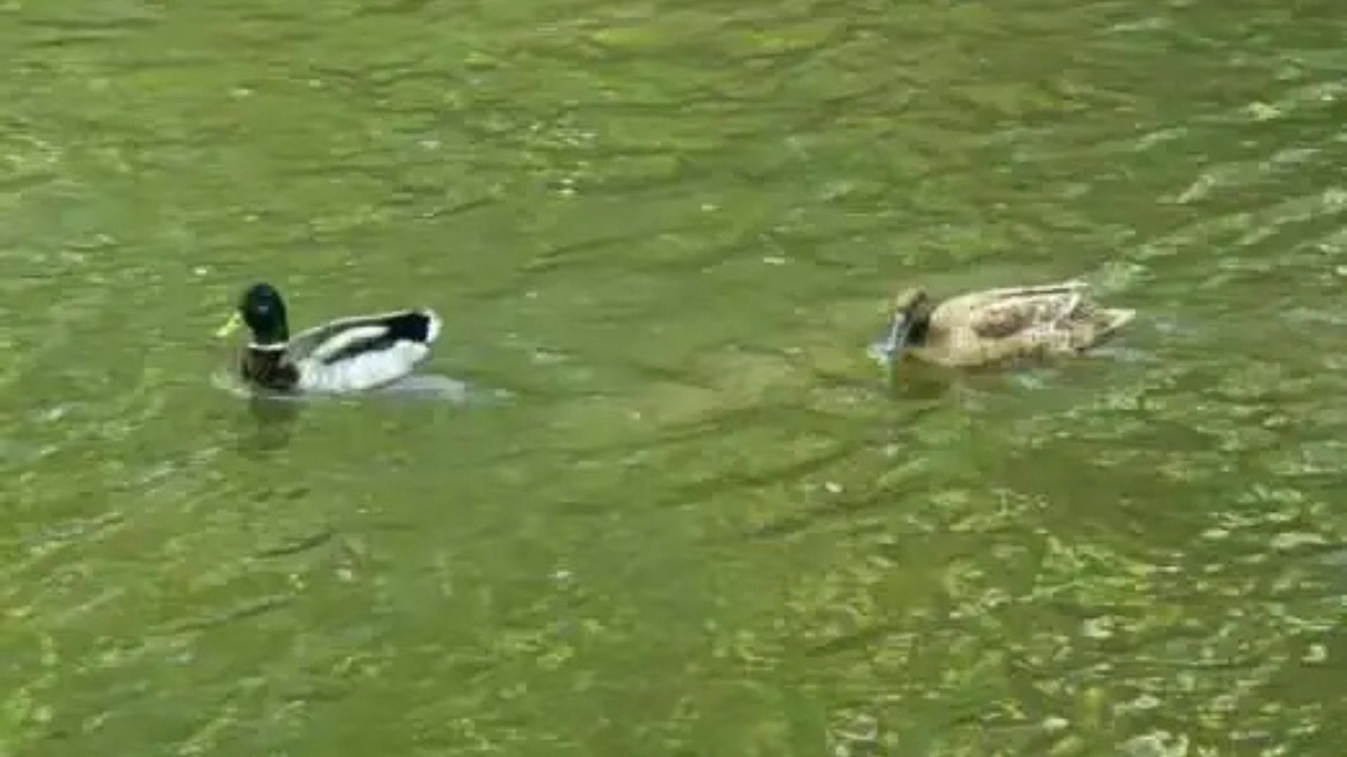 two ducks