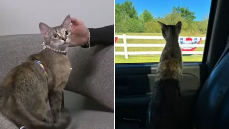 adopted cat