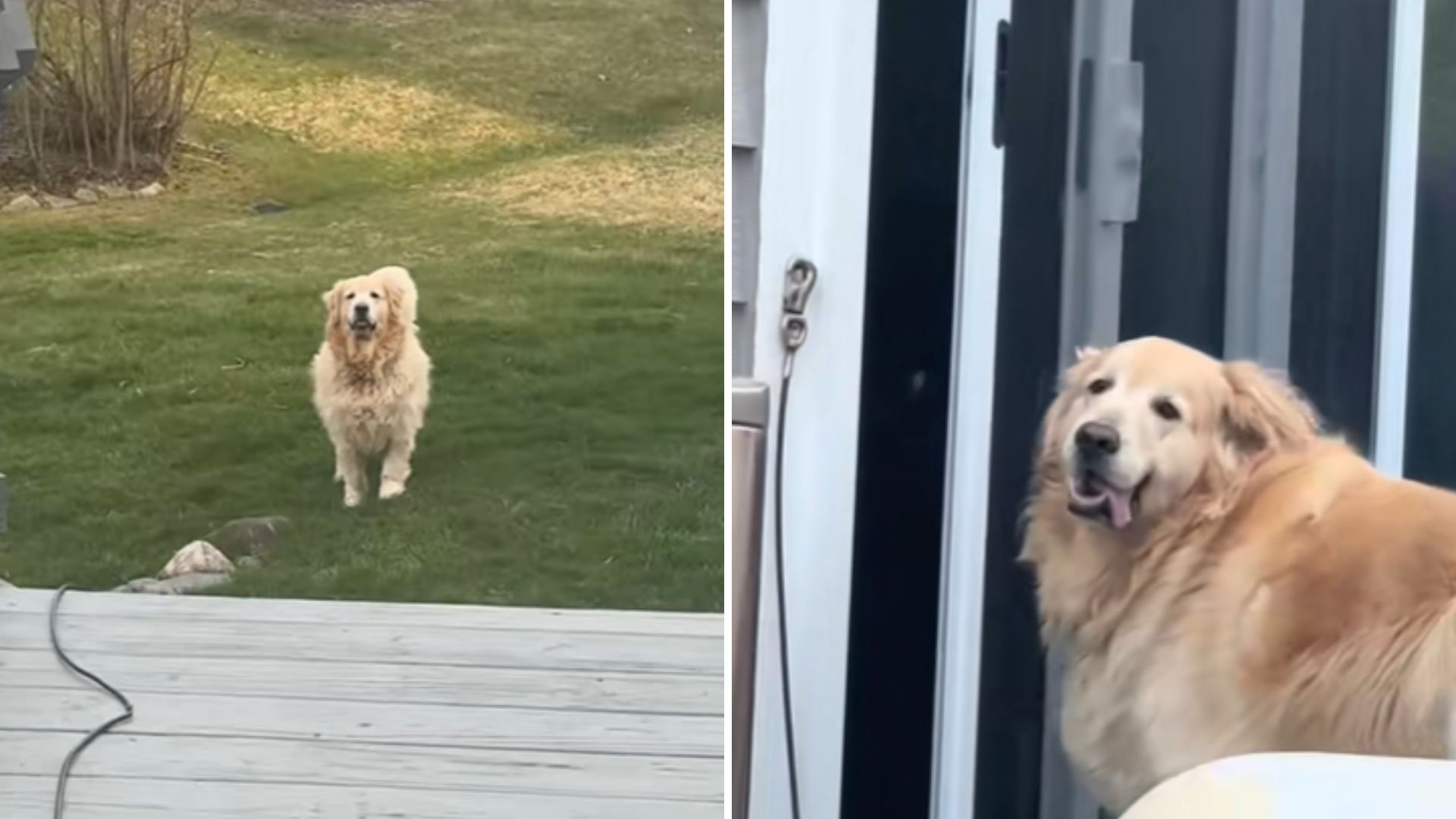 Michigan Woman Hears A Neighbor's Dog Barking Outside And Melts When She Realizes Why