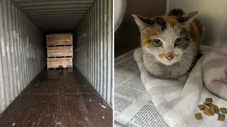 Minnesota Workers Discover Tiny Stowaway After 7,000-Mile Container Journey