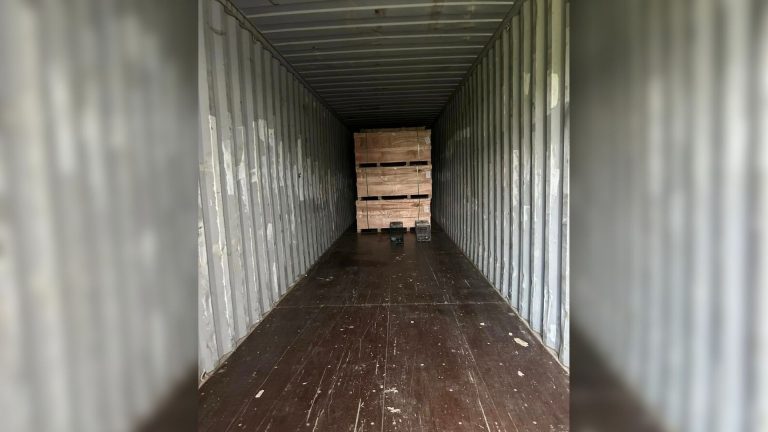cat in container