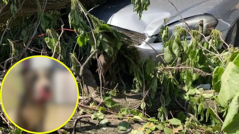 dog under debris