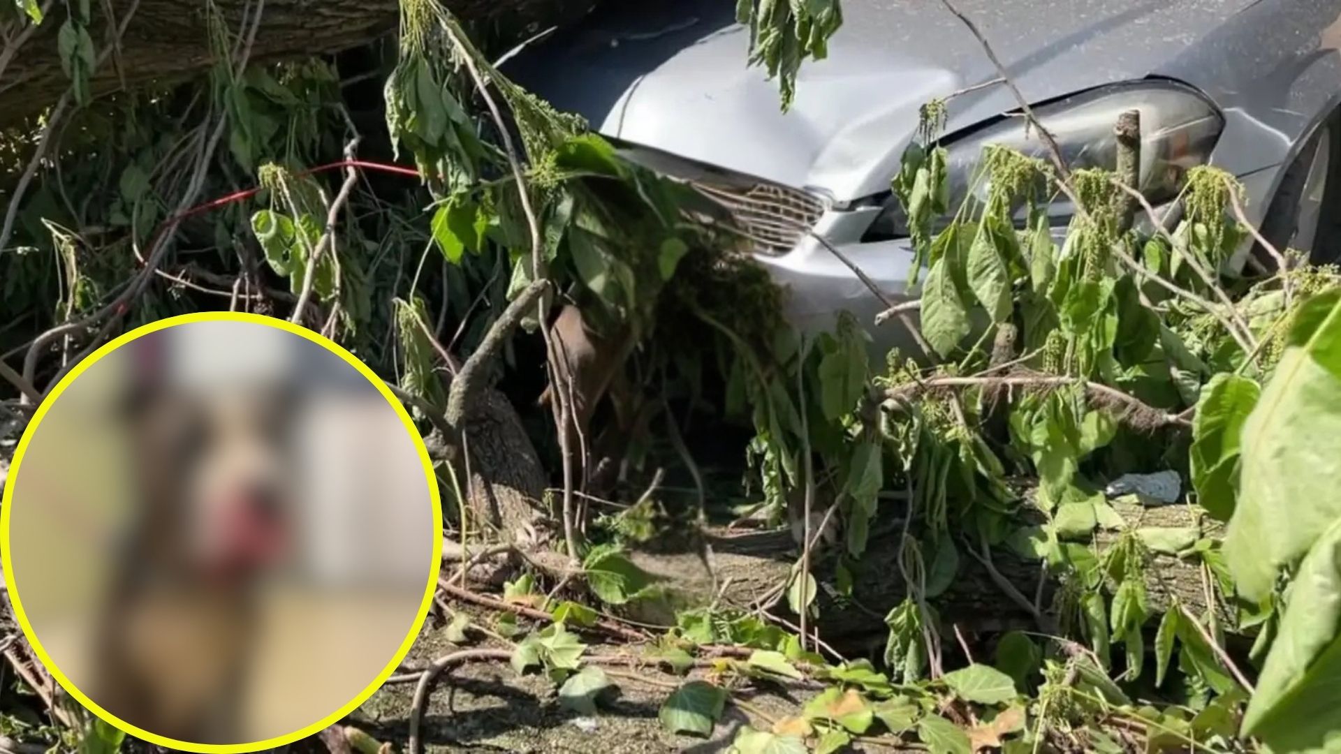 dog under debris