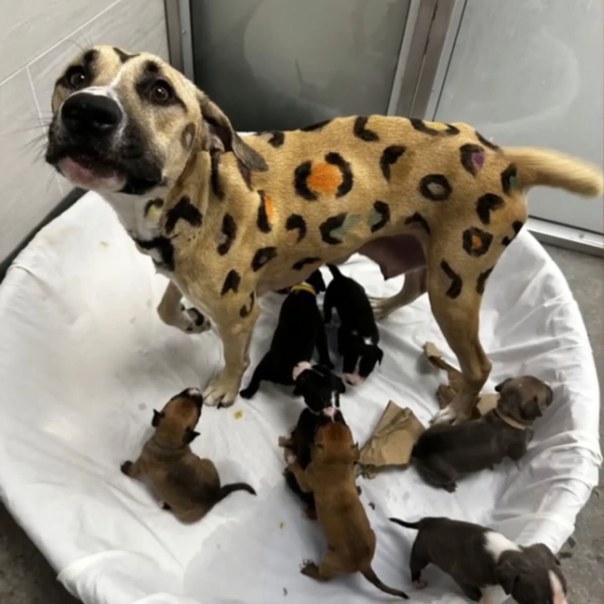 Mother dog and cute puppies