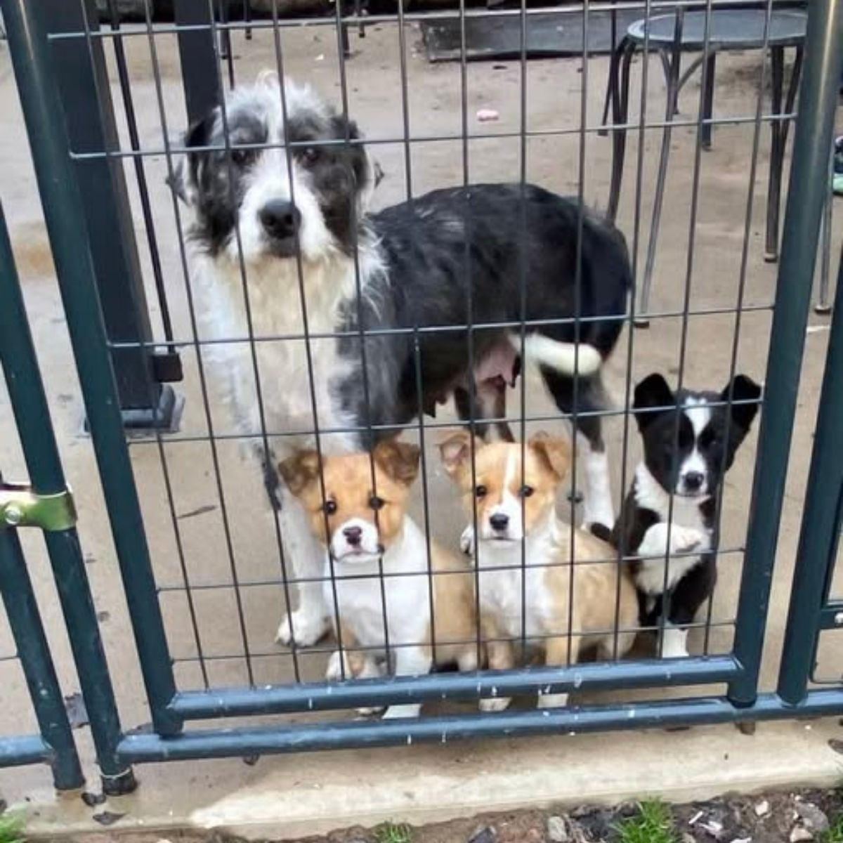 Mother dog and three puppies