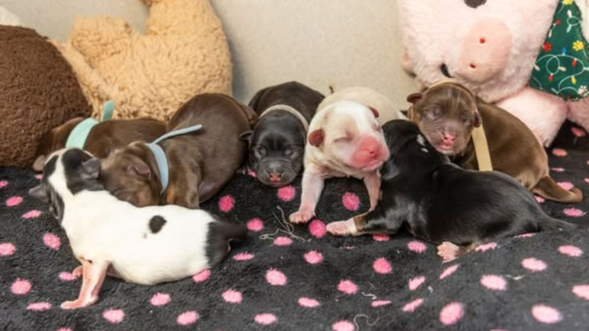 Mysterious Bin Outside Arizona Shelter Reveals 7 Shivering, Frightened Babies