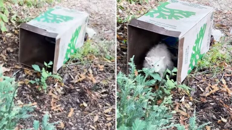 Mysterious Creature Found Peering From Cardboard Box Surprises Oakland Man