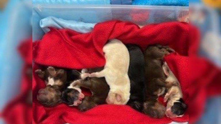 seven puppies