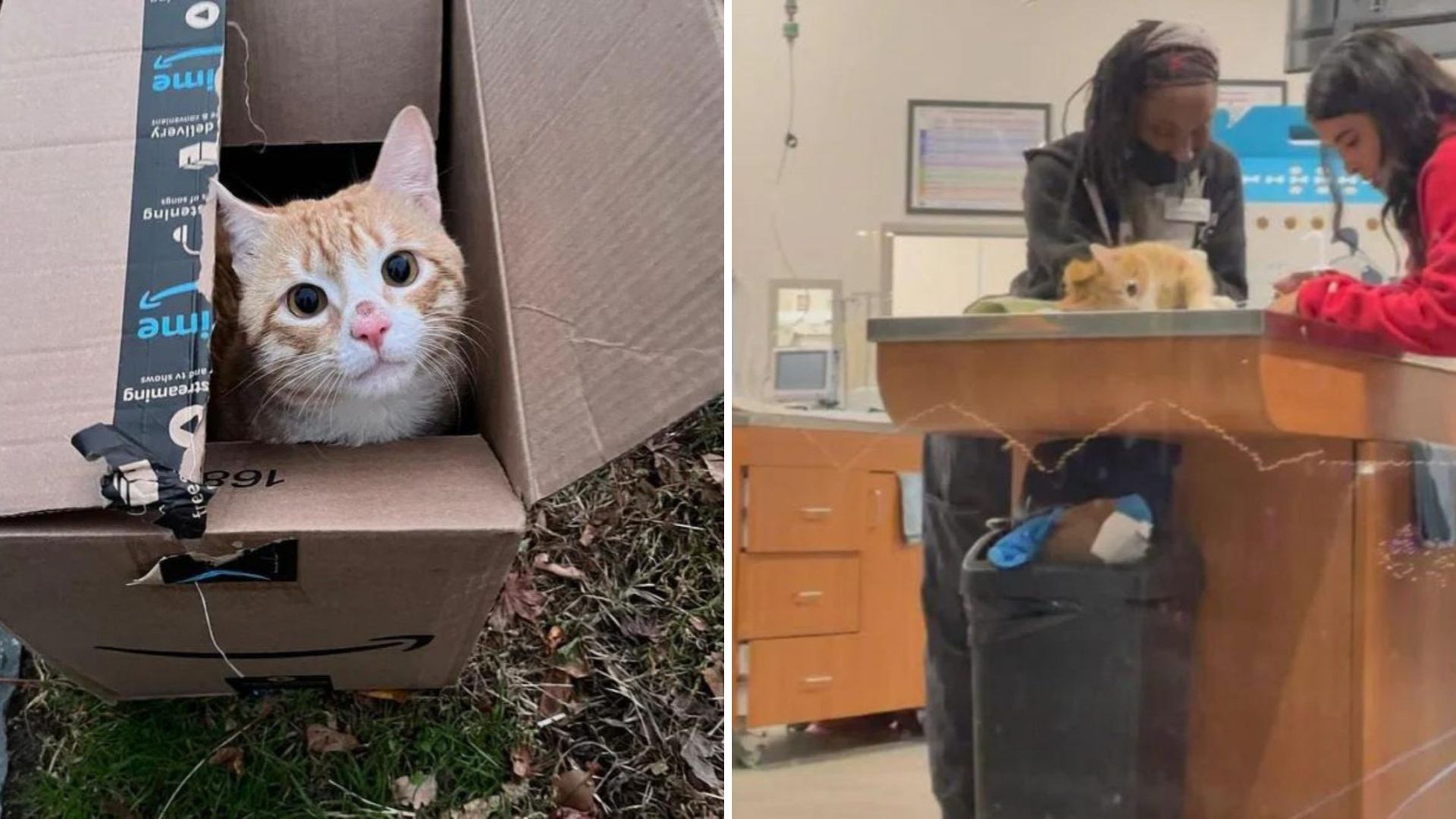 NY Woman Stumbles Upon A Box On Her Daily Walk And Makes A Surprising Discovery