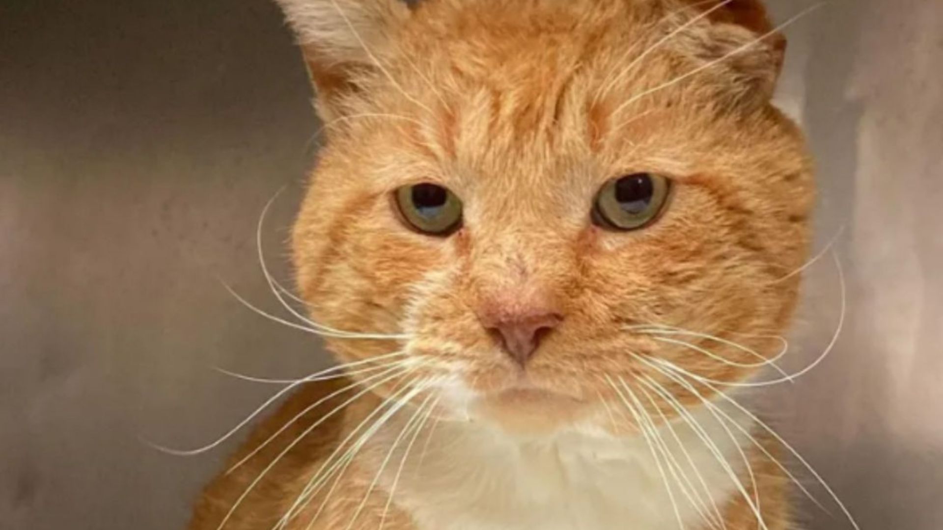 New Jersey Rescuer Stunned To Find Cat Roaming With Severe Back Wound