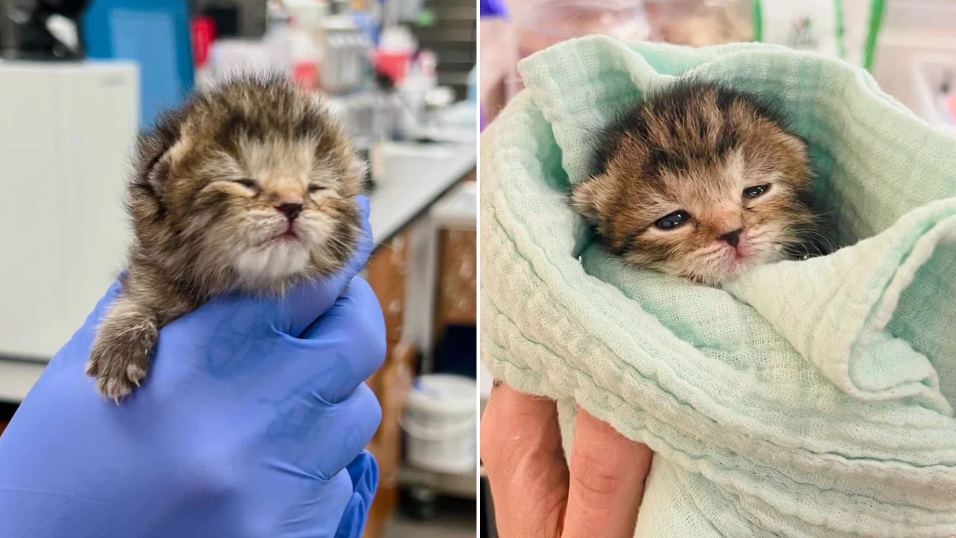 newborn kitten